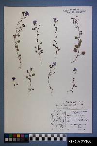 Phacelia glechomifolia image